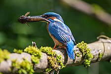 Common Kingfisher (Alcedo atthis), Geo-Naturpark Bergstraße-Odenwald, Germany Photo by Predložak:U