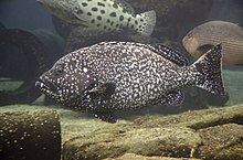 Epinephelus multinotatus