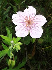 花弁は5個あり、やや平らに開き、淡紅紫色に濃紅色の脈が目立ち、花弁基部には白毛が密生する。