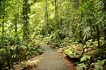 A path through a rainforest with a bench