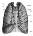 Anterior thoracic wall, from behind