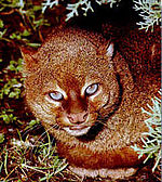 Shoulder high portrait of reddish brown cat with blue eyes and small round ears