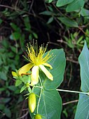 H. grandifolium