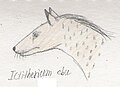 Ictitherium