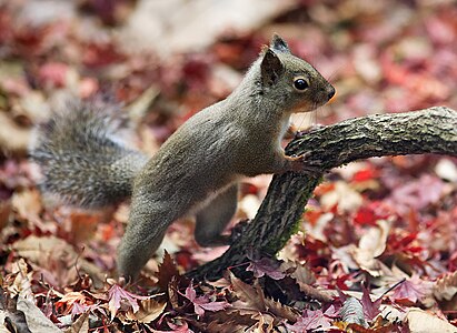 Japanese squirrel, by Ma2bara