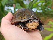 In Costa Rica