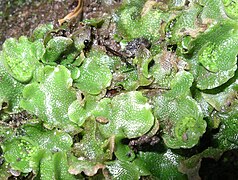 Lunularia cruciata hépatique à large thalle.