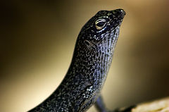 Description de l'image Mabuia Noronha Skink.jpg.