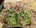 Melocactus aracutuensis