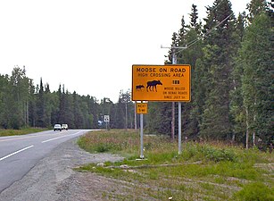 Warning sign in Alaska where trees and brush are trimmed along high moose crossing areas so that moose can be seen as they approach the road.