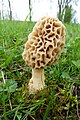 Morchella esculenta