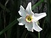 Narcissus poeticus