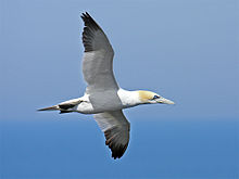 Description de l'image Northern-Gannet-8.jpg.