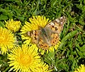 Nymphalid (Vanessa) on a dandelion.