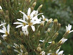 Olearia erubescens