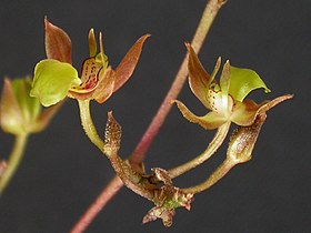 Orleanesia yauaperyensis