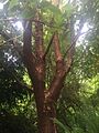 Trunk (UBC Botanical Garden)