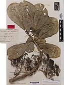 Image of a herbarium specimen of Pennantia baylisiana collected by Geoff Baylis