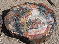 Petrified wood closeup