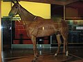 Phar Lap au Musée de Melbourne