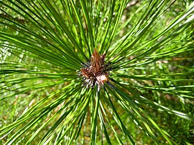 Pinus densata.