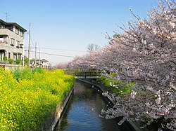 見沼代用水東縁中島橋付近（2011年4月）