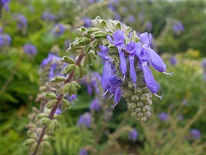 Nicksalvia Salvia nutans