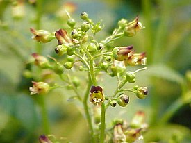 Scrophularia nodosa