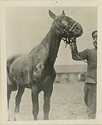 Cheval blessé par obus en cours de traitement à l'hôpital vétérinaire de guerre.