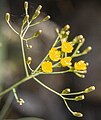 Sonchus capillaris