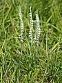 Spiranthes spiralis Habitus