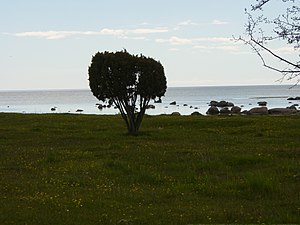 Strandäng vid Högenäsviken i sydväst.