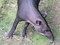 South American tapir in northern Peru