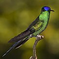 Violet-capped_Woodnymph (Thalurania blaucopis) on a branch