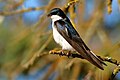 Tree Swallow - Sacramento County, California