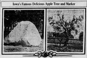 Red Delicious apple boulder before engraving and the original tree