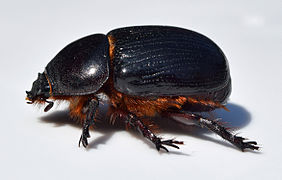Xyloryctes jamaicensis, female American rhinoceros beetle