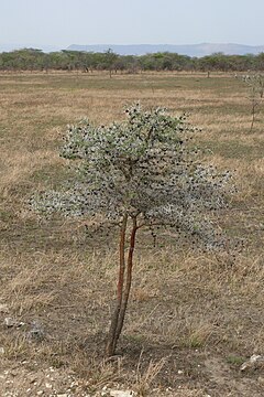 Description de l'image Acacia drepanolobium.jpg.