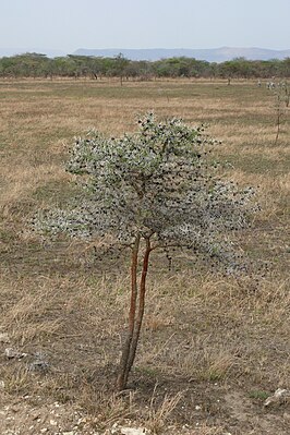 Acacia drepanolobium