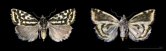 Museum specimen ♂ - Two views of same specimen