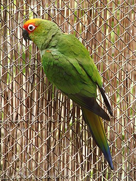 Aratinga auricapilla no Zoológico Zoológico de Breslávia, na Polônia