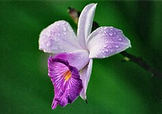 Bamboo Orchid (Arundina graminifolia)