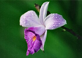 Flor da Arundina graminifolia