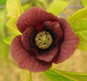 뽀뽀나무(Asimina triloba)의 꽃