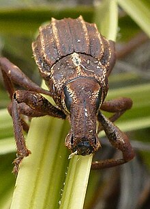 An astelia weevil in Nelson Lakes National Park