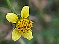 A yellow B. bipinnata flower blooming in mid-October in Texas.