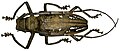 Batocera wallacei from Indonesia, Batanta Isl