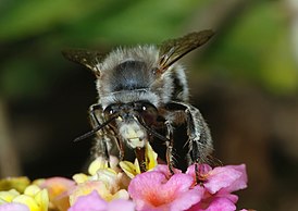 Anthophora