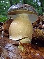 Boletus aereus