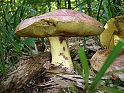 Butyriboletus regius